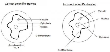 Image of a correct and incorrect scientific drawing