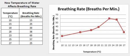Data Table and Graph of Breathing Rate