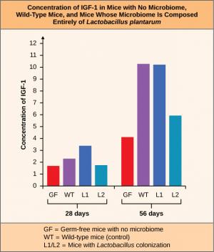 Bar graph labeled Concentration of I G F 1 in Mice with No Microbiome, Wild Type Mice, and Mice Whose Microbiome is Composed Entirely of Lactobacillus plantarum. The Y axis is labeled Concentration of I G F 1. X axis has labels for 28 days and 56 days. The key at the bottom labels the red bars G F for Germ free mice with no microbiome. The purple bars are labeled WT for Wild type mice (control). The dark blue bars are labeled L1. The light blue bars are labeled L2. L1 and L2 represent Mice with Lactobacil