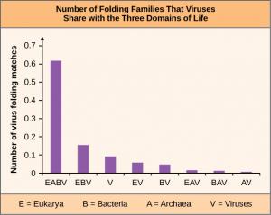 Bar graph describes the Number of Folding Families that Viruses Share with the Three Domains of Life. The y-axis is labeled number of virus folding matches from 0 to 0.7, in increments of 0.1. The x-axis shows the data for the three domains of life, Eukarya, Bacteria, and Archaea and also for Viruses. The key is E equals Eukarya, B equals Bacteria, A equals Archaea, and V equals Viruses. E A B V bar goes to 0.6, E B V to about 0.15, V to 0.1, EV and B V to less than 0.1, E A V and B A V to more than 0, an