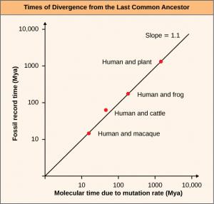 This graph shows divergence of humans from the last common ancestor of various species. Fossil record time is plotted on the y-axis, and molecular time due to mutation rate is plotted on the x-axis. Both fossil record time and molecular time are plotted on a log scale, in millions of years before present. The data points indicate that humans and macaque diverged over 10 million years ago. Humans and cattle diverged under 100 million years ago. Humans and frogs diverged over 100 million years ago. Humans a