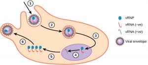This diagram shows Influenza A virus. Its envelope encloses a protein complex v R N P and eight, single-stranded, negative R N A, the complement of a positive R N A strand that can be transcribed by a ribosome, segments v R N A. Each segment encodes one or two proteins that support viral replication. On the outer surface of the envelope are proteins that recognize and bind to host receptors. The diagram shows the viral life cycle in six steps with a key that labels the components included in the process.