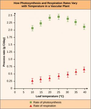 This is a chart titled How Photosynthesis and Respiration Rates Vary with Temperature in a Vascular Plant. The chart shows Leaf temperature in degrees Celsius from 0 to 40 in increments of 5 on the x-axis and progress rate in g C per day from 0 to 2.5 in increments of 0.25 on the y-axis. The rate of photosynthesis and rate of respiration are graphed. The values for rate of photosynthesis were as follows: leaf temperature 10 and process rate of 2 to 2.15; leaf temperature 15 and process rate of 2.15 to 2.3
