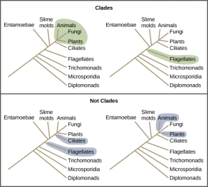 Illustrations show a phylogenetic tree that includes eukaryotic species. A central line represents the trunk of the tree. From this trunk, various groups branch. In order from the bottom, these are diplomonads, microsporidia, trichomonads, flagellates, entamoebae, slime molds, and ciliates. At the top of the tree, animals, fungi, and plants all branch from the same point. Top illustrations are labeled clades. On top left phylogenetic tree, animals, fungi, and plants are shaded. On top right phylogenetic t
