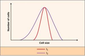 A graph showing the relationship between the number of cells and cell size. The y-axis is labeled Number of cells. The x-axis is labeled Cell size. The two bell-shaped distribution curves are t 1 and t 2. T 1 is red and within T 2, which is purple. T 1 is a narrower than T 2, but both have the same height and peak at the same point.