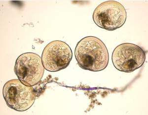 BM0L8%20Figure%206-1