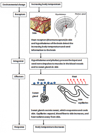 diagram showing homeostatic mechanism to respond to increasing body temperature.