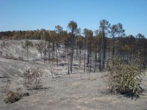 Bastrop%20fire