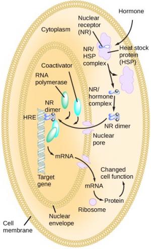 A hormone is able to pass through the cell membrane of its target cell and interact with intracellular receptors in the cytoplasm. Hormone binding leads to a cascade of events, resulting in mRNA synthesis and protein production that changes cell function.