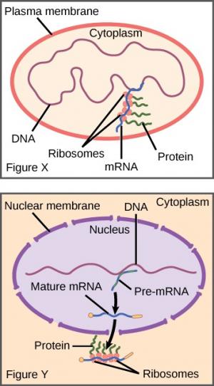 Two figures are shown, figure X and figure Y. Figure X shows an oval structure surrounded by a plasma membrane. The space inside the oval is filled with cytoplasm. A circular strand of DNA is located in the cytoplasm. A strand of mRNA extends from the DNA. Round ribosomes are attached along the length of the mRNA, and a protein strand extends from each ribosome. The farther away the ribosome is from the DNA, the longer the protein strand. Figure Y shows an oval nucleus surrounded by a nuclear membrane. Po