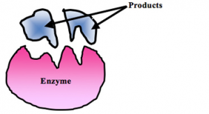 Enzyme%20substrate%202