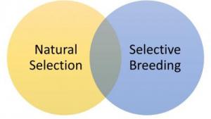 Nat%20Selection%20Venn_0