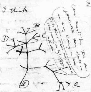 R4SCI0009Darwin%27s_Tree