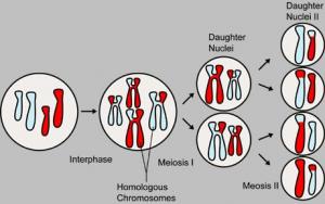 R4sci0008Meiosis