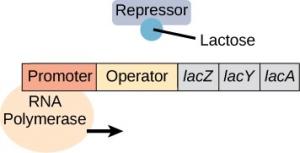 From left to right, the components of the operon are a promoter, an operator, lac Z, lac Y, and lac A. RNA polymerase is attached to the promoter and an arrow indicates that the polymerase is moving along the operon to the right. Lactose is bound to the repressor, which is not associated with the operon.