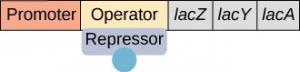 From left to right, the components of the operon are a promoter, an operator, lac Z, lac Y, and lac A. No RNA polymerase molecule is present. Lactose is bound to the repressor, and the repressor is bound to the operator.