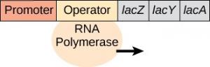From left to right, the components of the operon are a promoter, an operator, lac Z, lac Y, and lac A. RNA Polymerase is attached to the operator and an arrow indicates that it is moving to the right. No repressor or lactose is present.