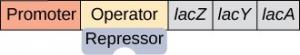 From left to right, the components of the operon are a promoter, an operator, lac Z, lac Y, and lac A. No lactose or RNA polymerase is present, and the repressor is bound to the operator.