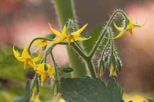tomato plant in bloom with yellow flowers