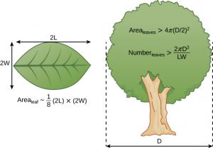 This is a figure showing a leaf on the left and a tree on the right. The leaf is positioned with the main vein running through the middle from left to right. There is a double-headed horizontal arrow running along the top of the leaf on the left and labeled 2 L. There is a double-headed vertical arrow running along the left side of the leaf and labeled 2 W. An equation written below the leaf reads: Area of the leaf is approximately one-eighth times 2 L times 2 W. There is a double-headed horizontal arrow 