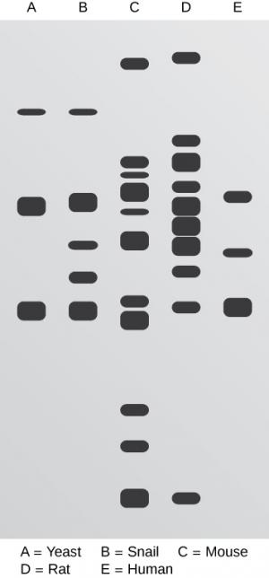 This southern compares DNA from A yeast, B snail, C mouse, D rat, and E human.