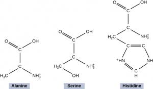 The figure shows the chemical structures for the amino acids alanine, serine, and histidine. The alanine and serine molecules are shown forming a peptide bond to become Histidine. Alanine is made up of two C atoms arranged in a straight line. The top C atom is connected to two O atoms on the left side and an O H atom on the right side. The bottom C atom is connected on the bottom right side with H 3 C atom on the left side and an N H 3 atom on the right side. When this Alanine molecule is joined by the Se