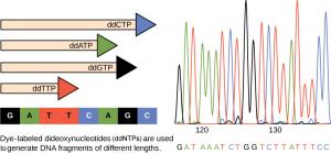 This illustration shows two side by side images. The image to the left shows a template D N A strand at the bottom of the image and newly synthesized strands above it that were generated in the presence of dideoxynucleotides, all of which are color coded in black, green, orange, or blue. Each strand terminates the chain at different points to generate fragments of different sizes. The second image to the left shows a sequence readout that was generated after the D N A fragments were separated on the basis