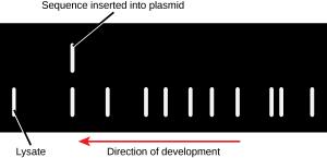 This figure shows an illustration of a gel in which the banding pattern of D N A is shown after construction and amplification of a molecular clone of a segment of D N A introduced as a plasmid. Multiple spots depicting the banding pattern of the lysate are shown in the first lane. A single spot depicting the sequence inserted into the plasmid is shown in the second lane.