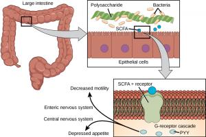 A diagram of the large intestines. The top left of the figure shows the large intestine. The top right shows a magnified segment of large intestine. The segment labels the polysaccharides, bacteria, epithelial cells, and short chain fatty acid or S C F A. The bottom right of the figure shows an increased magnification of the segment. Labeled inside the cells are the S C F A located on the receptors and the P Y Y, and G receptor cascade inside the cell. Arrows going outside the cells are labeled Decreased 