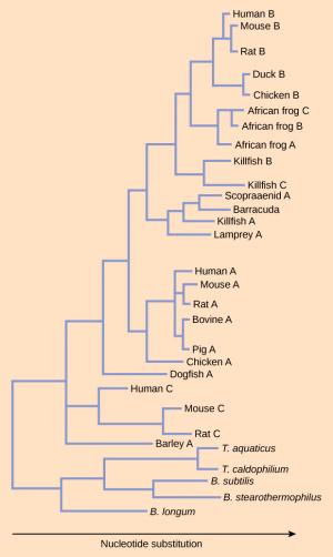 This cladogram shows the relatedness of L D H A, B, and C among various species. One branch on the cladogram leads to bacterial species, including B. subtilis. Another branch leads to eukaryotes. In the eukaryotic branch, human L D H is located in the second sub-branch. Human L D H A is located in the third sub-branch. Human L D H B is in the seventh sub-branch. African frog L D H A, B, and C are all on the sixth sub-branch, on a different arm than the one leading to human L D H B.