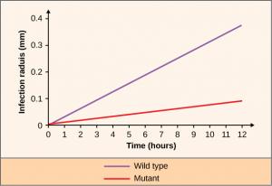 This figure is a graph that describes the dependence of the growth of plaque radius on time for the wild type and mutant. The graph is set up with the infection radius in millimeters, from zero to 0.4 in increments of 0.1, on the y-axis over time in hours on the x-axis, from zero to 12 in increments of 1. The Wild type line goes from zero to 3.55 millimeters in 12 hours and the Mutant goes from zero to 0.07 millimeters in 12 hours.