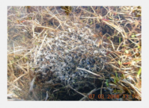 Frog Eggs
