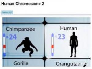 silhouettes of a chimpanzee and human with chromosomes