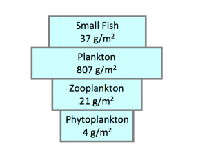 pyramid of biomass in ocean ecosystem