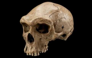 r4sci0009hominidskull
