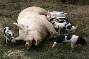 Pig with piglets
