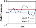 The graph shows the frequency of allele A and allele B over time. The frequency of Allele A remains constant, with a value of about 0.6. The frequency of allele B fluctuates up and down in a random manner, with a high frequency of 0.75 and a low frequency of about 0.3. The average frequency of allele B is slightly above 0.5.