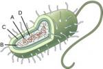 This image shows a cut-away view of a representative bacterial cell. There are four lines each designated with a letter. Letter A points to strands of material in the innermost part of the cell. Letter B points to small dots in the innermost part of the cell. Letter C points to a middle layer of three layers that cover the cell. Letter D points to a clear substance in the innermost part of the cell.