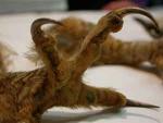 A close-up photograph of bird talons.
