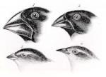 Gal%20Finches_0