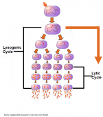 Lysogenic%20Cycle