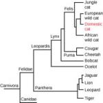 This cladogram shows the evolutionary relationship of animals in the order Carnivora. The first branch of this tree leads to Canidae and Felidae. Felidae branches into Panthera and Leopardis. Panthera branches into Tiger, and into a branch containing Leopard, Lion, and Jaguar. Leopardis branches into Ocelot and Lynx. Lynx branches the Bobcat, and into another branch that includes Felis and Puma. Puma branches into Cougar and Cheetah. Felis branches into Jungle cat, and into a branch including African wild