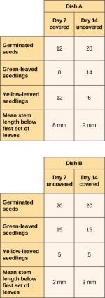 These two tables compare the results for dish A and dish B. Dish A was covered until day 7. At day 7, 12 seeds had germinated, and all of the seedlings had yellow leaves. The mean stem length below the first set of leaves was 8 millimeters. Dish A was then left uncovered until day 14. At day 14, 20 seeds had germinated. Fourteen of the seedlings had green leaves, and 6 had yellow leaves. The mean stem length below the first set of leaves was 9 millimeters. Dish B was left uncovered for the entire time. At