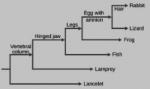 The ladder-like phylogenetic tree starts with a trunk. One branch leads downward to lancelet. The other branch is labeled vertebral column. From the vertebral column branch, one branch leads down to the lamprey. The other branch is labeled hinged jaw. From the hinged jaw branch, one branch leads downward to fish. The other branch is labeled legs. From the legs branch, one branch leads down to frog. The other branch is labeled egg with amnion. From the egg with amnion branch, one branch leads down to lizar