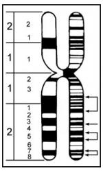 Chromosome with bands