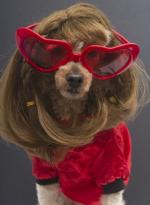 dog%20with%20red%20sunglasses%20