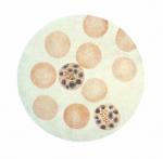 r4sci0009PHIL_2152_loresplasmodium