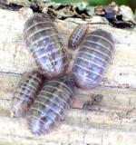 pill bugs